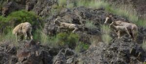 Bighorn Sheep lambs © Ken Cole