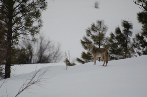 Coyote in the snow.  © Timz