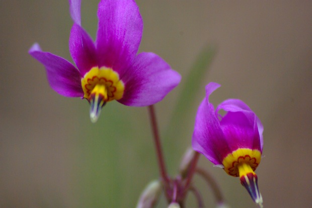 Shooting stars Dodecatheon spp.  South Fork Salmon River © Ken Cole