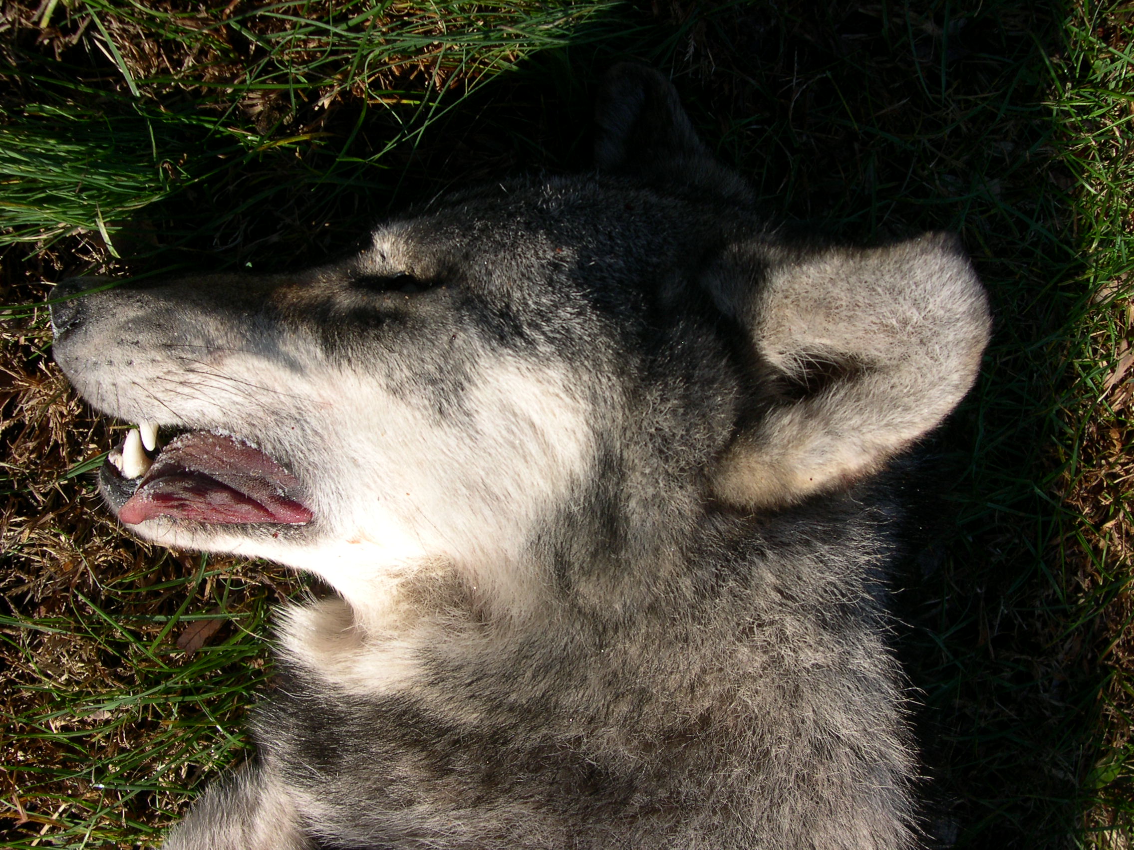 104 pound coyote shot in Missouri !! The Wildlife News