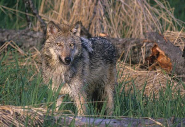 Montana Fish and Game Commission Supports Wolf Slaughter | The Wildlife ...