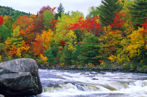 A Maine Woods National Park? | The Wildlife News