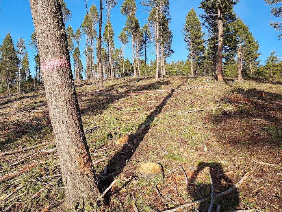 Custer Gallatin NF Kirk Hill Project Another Boondoggle | LaptrinhX / News