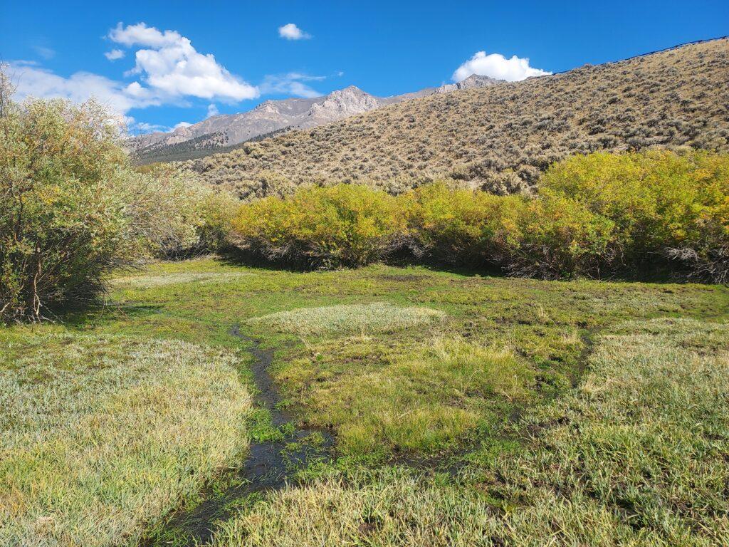 Livestock Impacts To Desert Regions | The Wildlife News