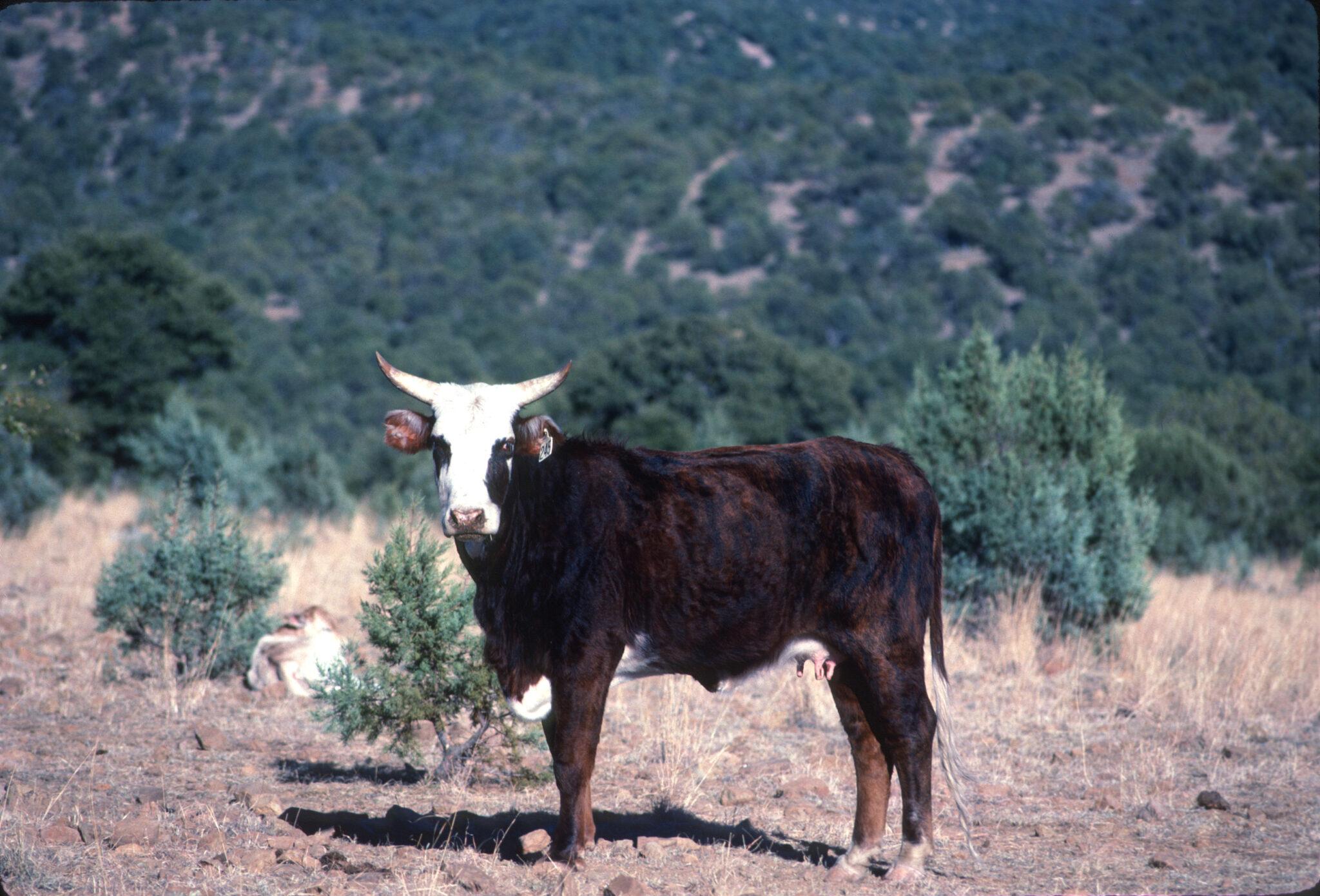 good-news-feral-cattle-to-be-removed-from-gila-wilderness-and-update-3