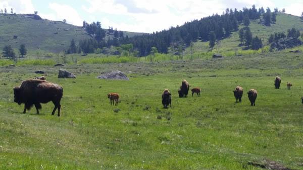 Expansion and Restoration of Bison to Greater Yellowstone Ecosystem ...