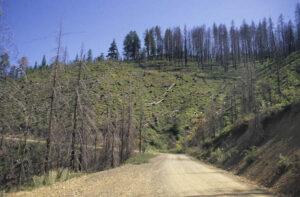 Logging Road Impacts – The Wildlife News
