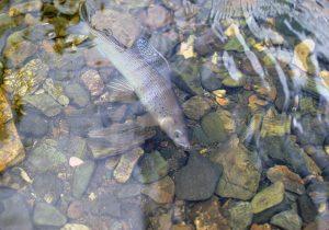 GRAYLING HEADED TO EXTINCTION  The North American Fly Fishing